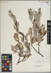 Foto von Salix lapponum L.